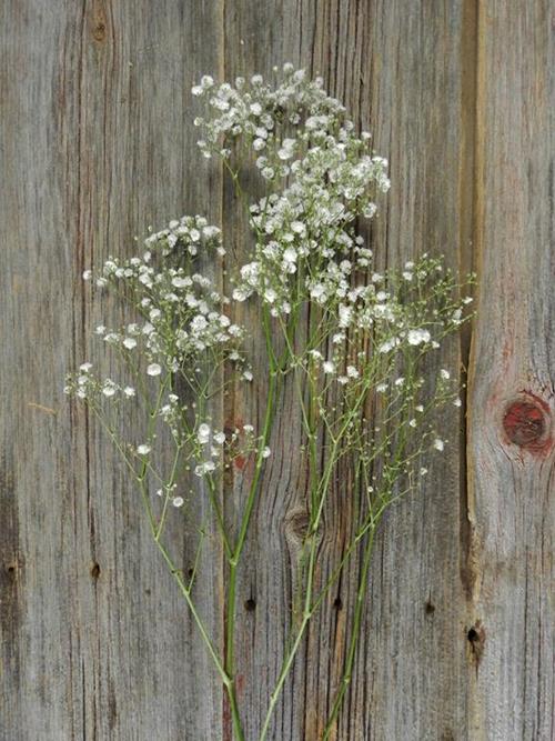 NEW LOVE  WHITE GYPSOPHILA